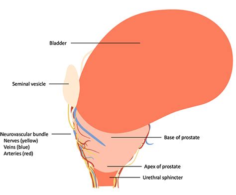 Frontiers Anatomical Fundamentals And Current Surgical Knowledge Of