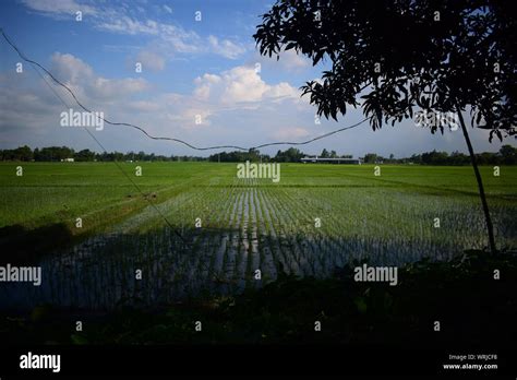 Green Paddy Field Hi Res Stock Photography And Images Alamy