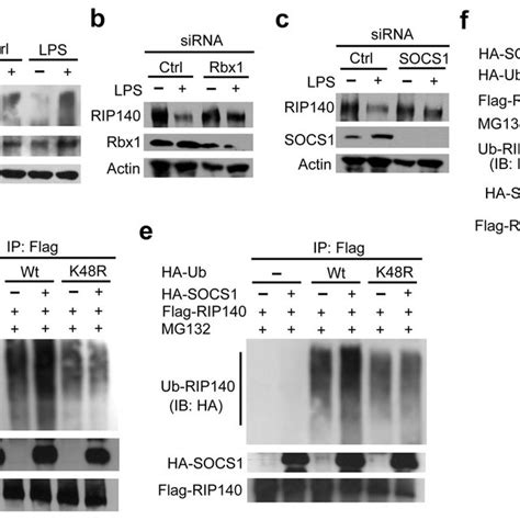 Lps Induced Rip Degradation Depends On Syk Mediated Tyrosine