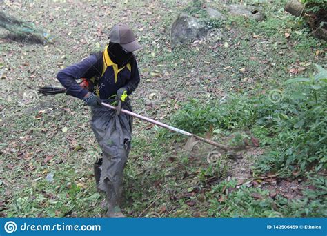 Herbe De Jungle De R Glage D Homme Et Petits Arbres Image Stock