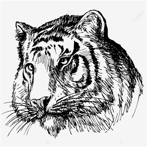 Head Of Tiger Hand Drawn Black And White Strong Wild Black And White