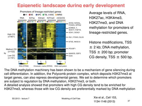 Ppt V Epigenetic Landscape During Early Development Powerpoint