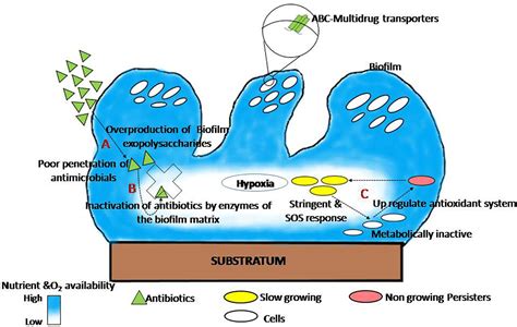 Frontiers Natural Anti Biofilm Agents Strategies To Control Biofilm