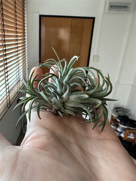 Tillandsia Ionantha Ron Clump Air Plant Furniture Home Living