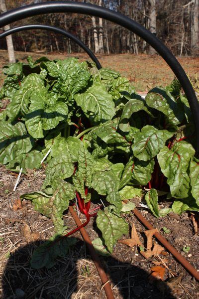 High Tunnel Irrigation And Fertigation Alabama Cooperative Extension System