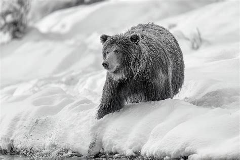 Grizzly bear fishing technique series - monochrome 01 of 05 Photograph ...