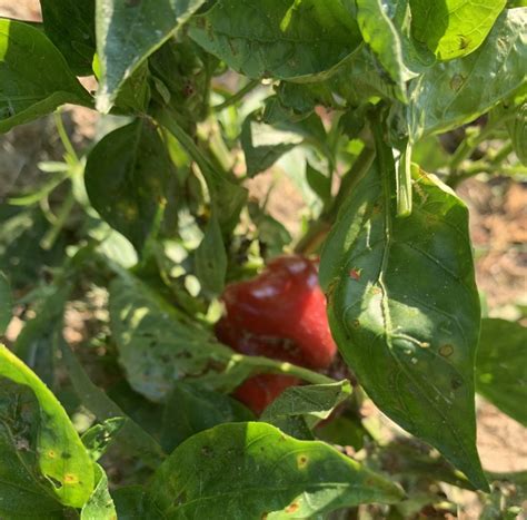 PEPPER Harvest | SOGGY BOTTOM FARMS, LLC