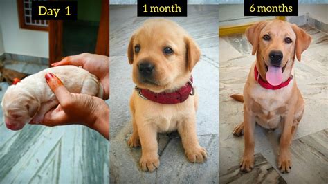 2 Month Labrador Puppy: The Cutest Addition to Your Family - See Photos ...