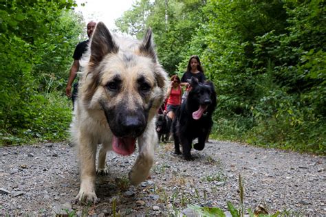 Aire urbaine Pourquoi il faut tenir son chien en laisse en forêt du 15