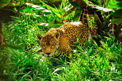 Amazon Rainforest Animals Wallpaper