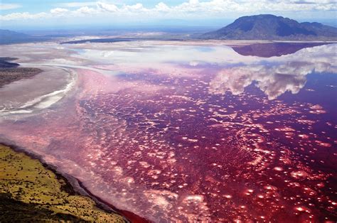 Le Lac Natronen Tanzanie