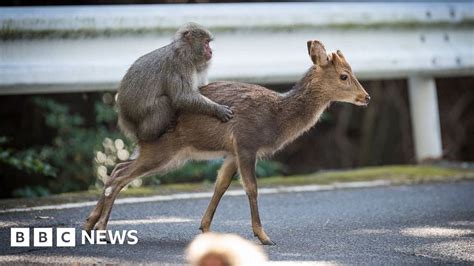 Japanese Monkey Tries To Mate With Deer Bbc News