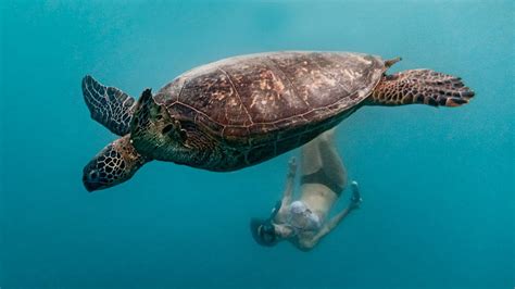 Swimming With Sea Turtles Boat Life In Rarotonga Cook Islands 🏝️ Youtube