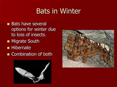 Bats In Winter Bats Have Several Options For Winter Due To Loss Of