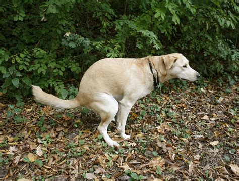 Pointer Dogs Pups Poop Along North South Magnetic Lines Live Science