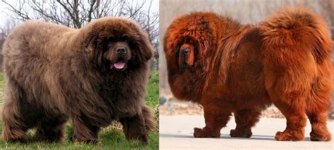 tibetan mastiff  newfoundland fight comparison difference