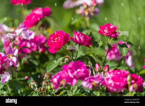 France Indre Et Loire Ch Digny Village Labeled Remarkable Garden