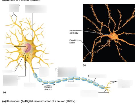 Structure of a motor neuron Diagram | Quizlet