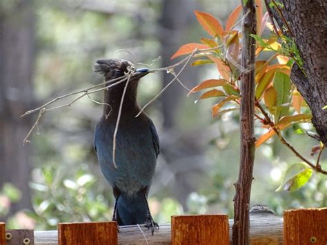 A Stellar Steller’s Jay – Birding in the San Jacinto Mountains