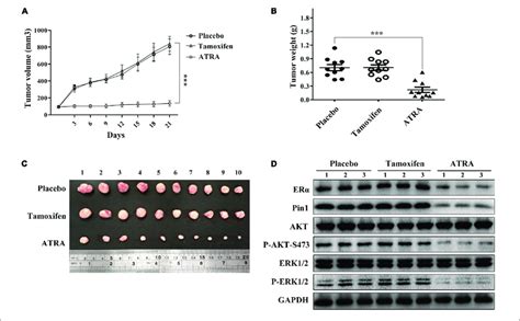 Atra Suppresses The Growth Of Tamr Breast Cancer In Vivo A Growth