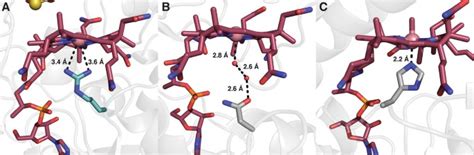 Structural Basis For Non Radical Catalysis By Tsrm A Radical Sam