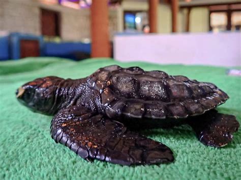 LUCK Turtle Rescue Rehabilitation In The Maldives