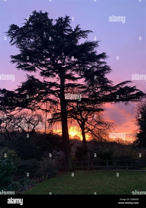 Winter sunset behind silhouette of cedar tree in the horniman gardens ...