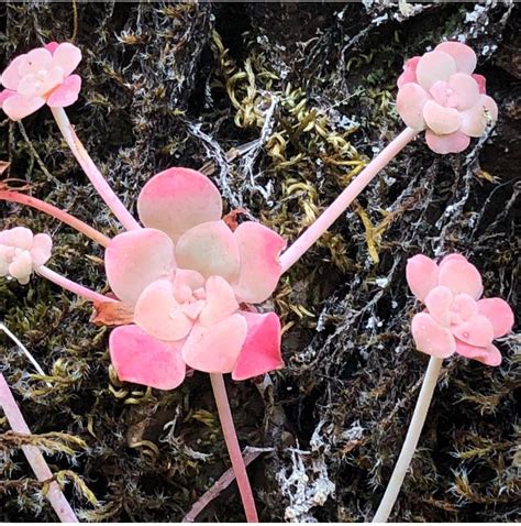 20 Best U Succulent Dude Images On Pholder Succulents Whatsthisplant And Earth Porn