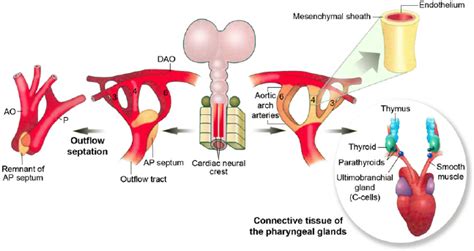 Derivatives Of The Cardiac Neural Crest Cells Cardiac Neural Crest