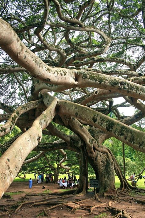 Peradeniya Botanical Garden, Sri Lanka photo on Sunsurfer