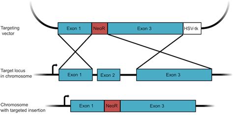 Plasmids 101 Knockout Knock In Plasmids