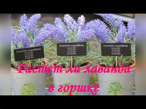 Растет ли лаванда в горшке? 4 важных этапов содержания в доме - YouTube
