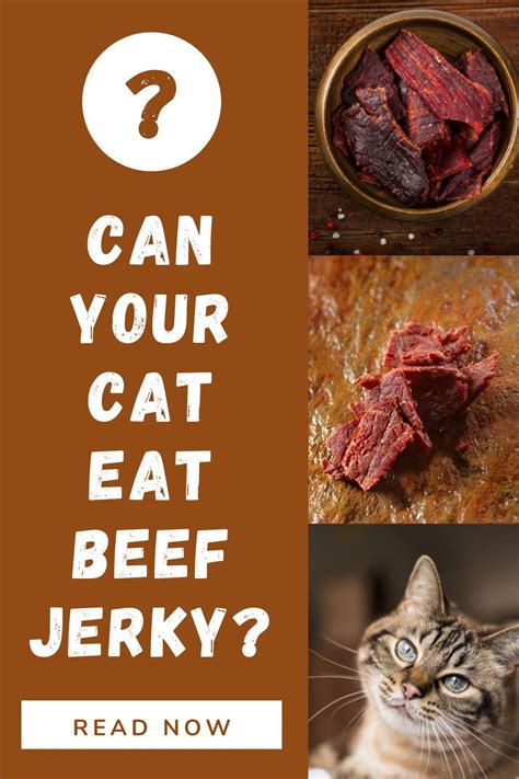 Can Your Cat Eat Beef Jerky Is It Safe For Your Kitty Cute Cat 