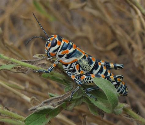 Rainbow Grasshopper Facts, Description, and Pictures