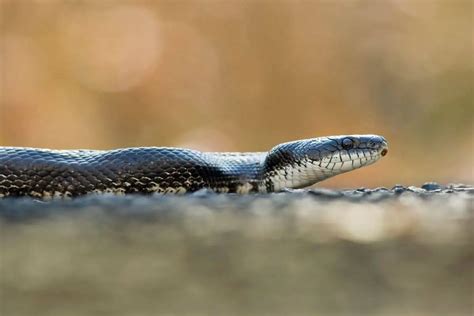 9 Species Black Snakes In New York Pictures Wildlife Informer