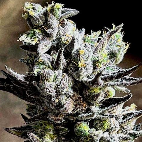 Apple Fritter Strain Info Apple Fritter Weed By Gelato Seeds