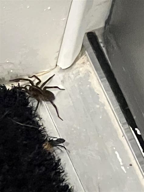 What Kind Of Spider Is This Wisconsin R Spiders