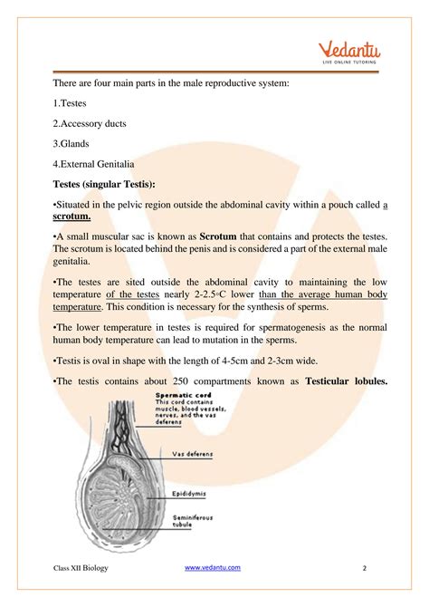 SOLUTION Human Reproduction Class 12 Notes Cbse Biology Chapter 3 Pdf