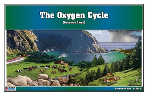 Oxygen Cycle