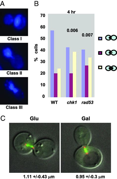 Nuclear Positioning In Dna Damaged Cells A Dapi Staining Of