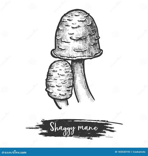 Shaggy Mane Mushrooms Vector Illustration In Flat Cartoon Style