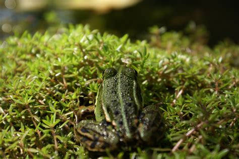 Free Images Nature Grass Lawn Wildlife Green Botany Amphibian