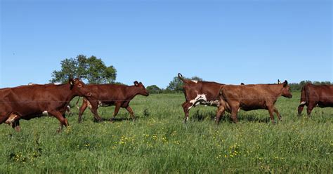Arla in other countries | Arla