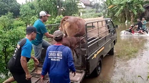 Cegah Leptospirosis Dinkes Ambil Sampel Ginjal Tikus Di Desa Ngranti