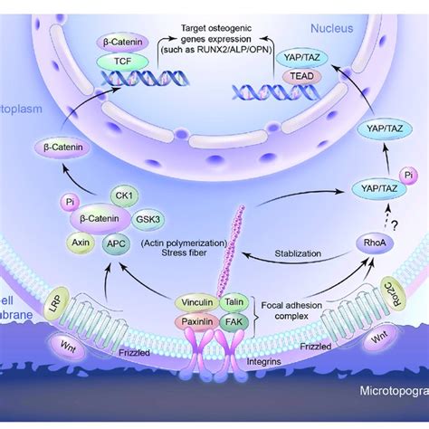 Schematic Representation Of Signaling Pathways To Regulate Osteogenic