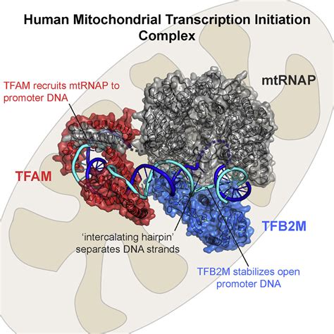 Structural Basis Of Mitochondrial Transcription Initiation Cell