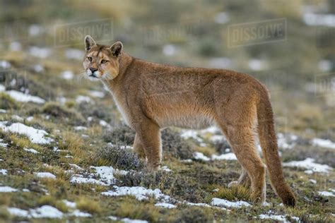 Puma (Puma concolor) in high altitude habitat, Torres del Paine ...