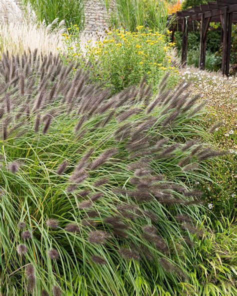 Pennisetum alopecuroides 'Black Beauty' bare roots — Buy black fountain ...