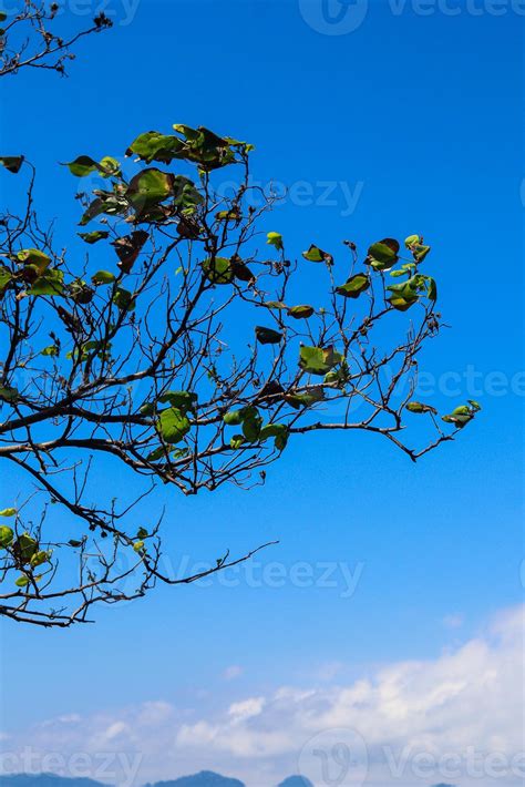 Bela Vista Das Folhas Das Plantas Expostas Ao Orvalho Da Manh