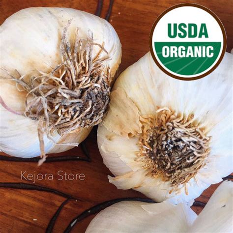 Fresh Organic Garlic Bulbs | Kejora Fresh